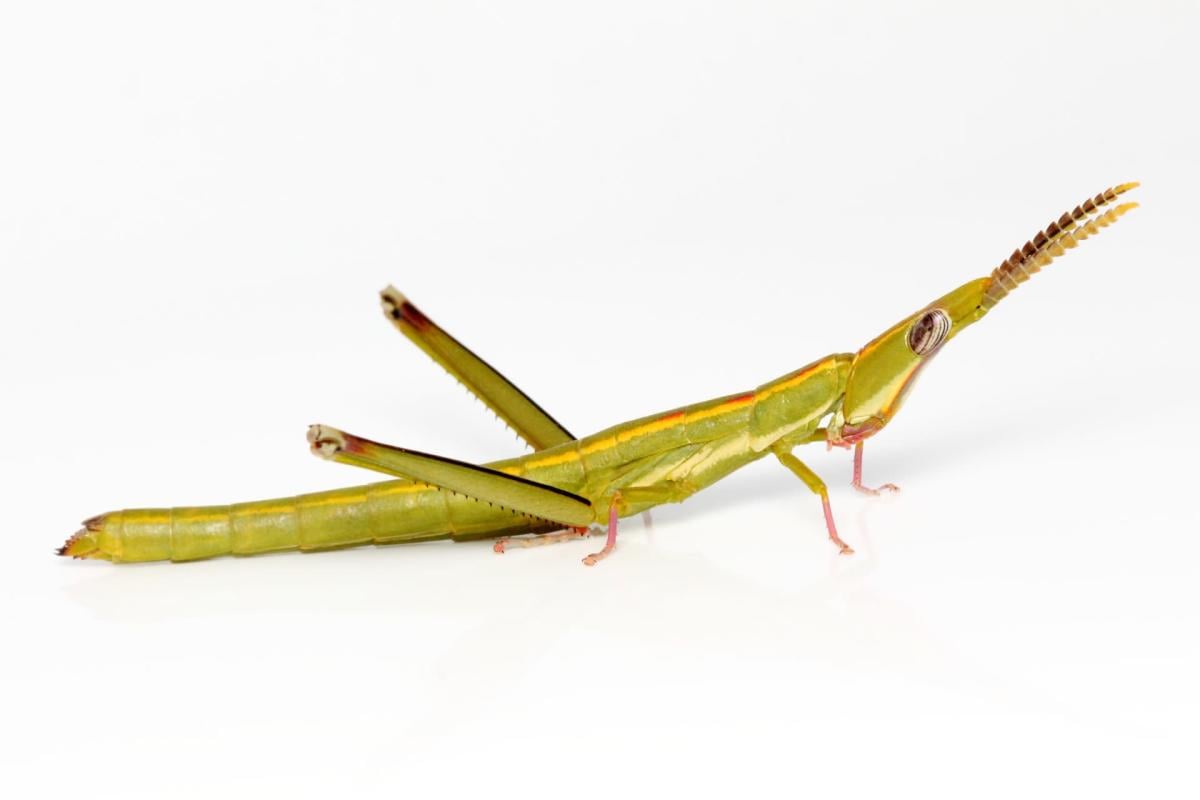 Especie de saltamontes ‘renunció’ a aparearse hace miles de años; así se reproducen