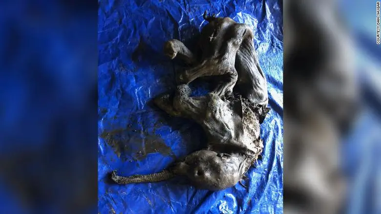 Descubren el cuerpo momificado de un mamut lanudo bebé «casi completo» en un yacimiento de oro en Canadá