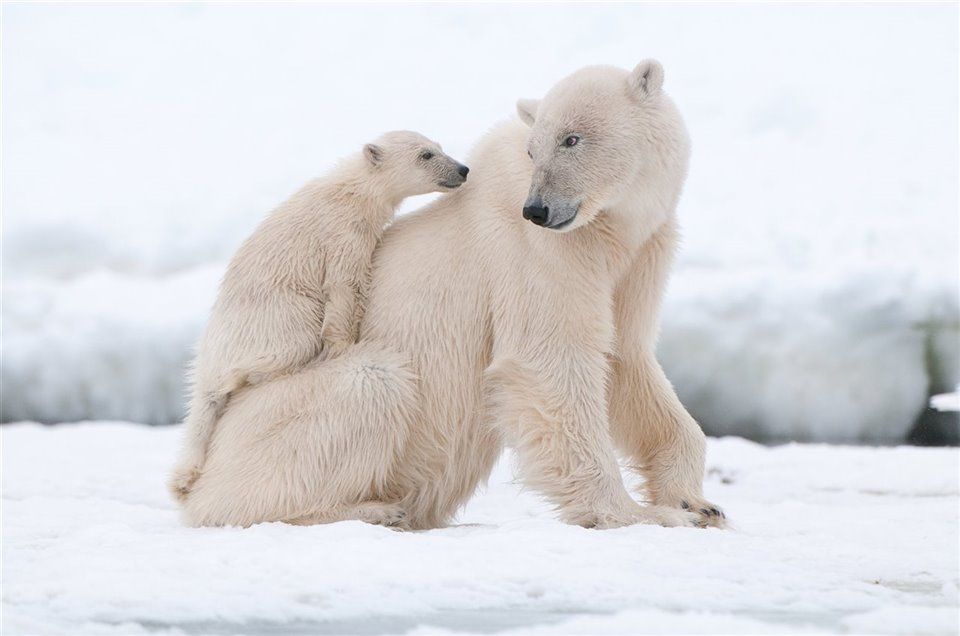 Encuentran una curiosa población de osos polares que no depende del hielo Ártico para sobrevivir