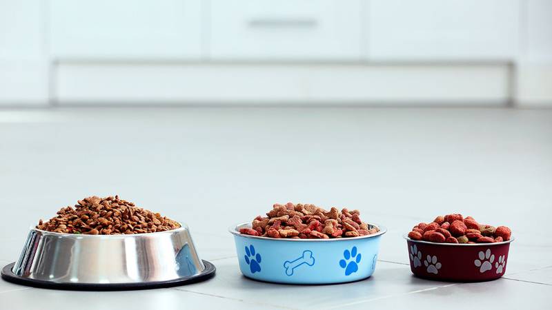 ¿Y ahora, ‘firulais’? Inflación encarece comida para mascotas en 11%
