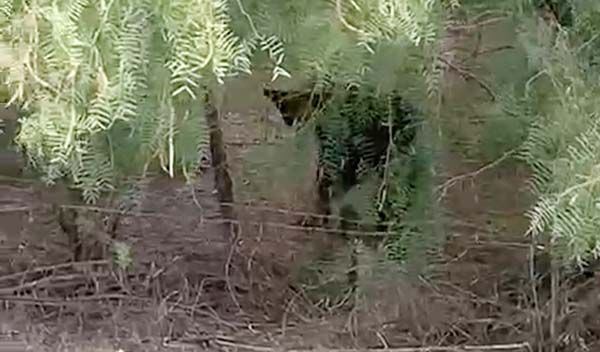 Común e inofensiva la “visita” de osos