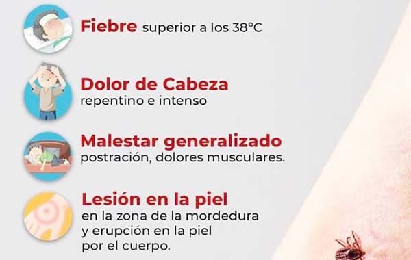 Advierten riesgos a niños por rickettsia