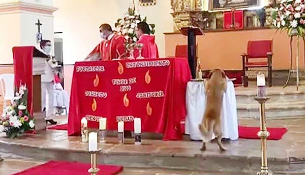 Perrito entra en iglesia y roba pan en plena misa