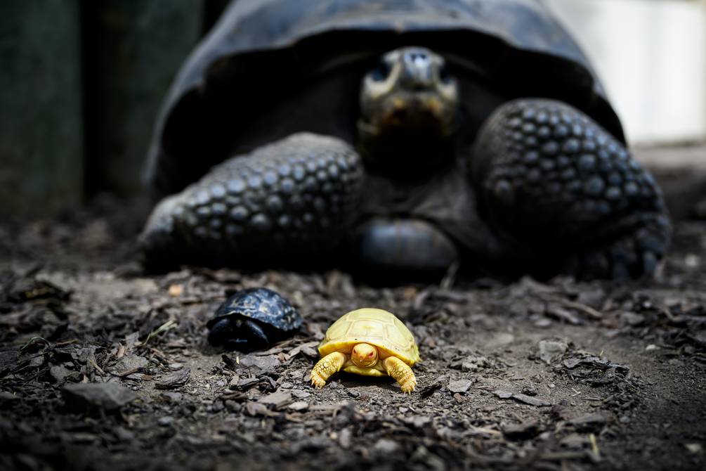 Celebran nacimiento de la primera tortuga bebé albina gigante de Galápagos