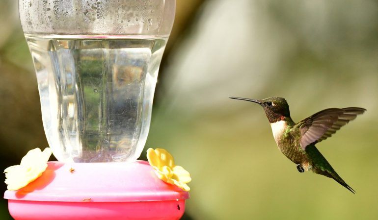 BEBEDEROS PARA COLIBRÍES: ¿QUÉ PROBLEMAS CAUSAN A ESTAS AVES?