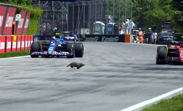Sainz pasa susto con una marmota en la pista de Canadá