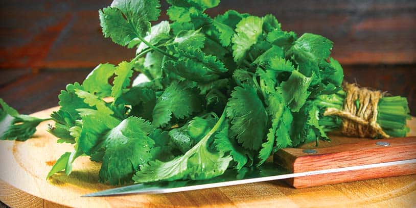 Qué pasa si comes cilantro todos los días?