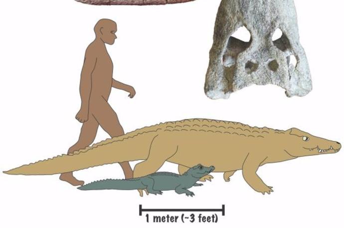 Descubren dos especies de cocodrilos que comieron antepasados humanos