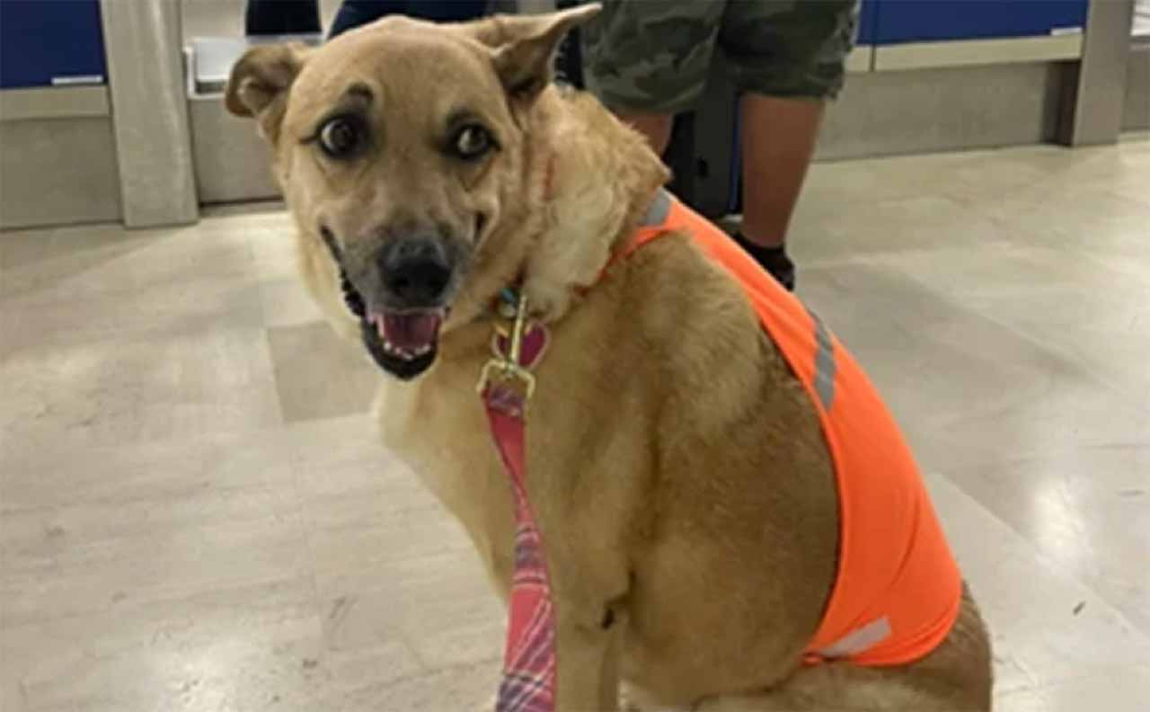 «Me discriminan por ser gorda»; perrita pide ayuda para que la dejen volar en avión