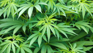 Los productos de cannabis medicinal con más THC pueden aliviar, aunque sea un poco, el dolor crónico, revela estudio