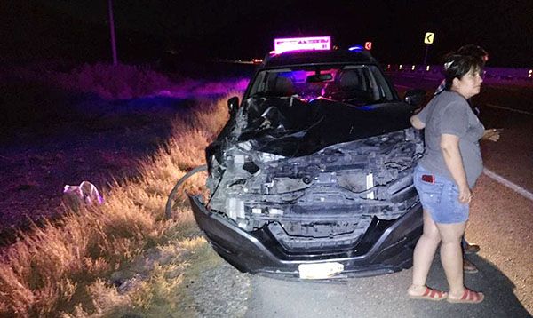 Vaca destroza carro