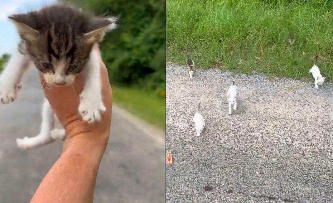 La mafia de los michis. Hombre es emboscado por gatitos al rescatar a uno de ellos