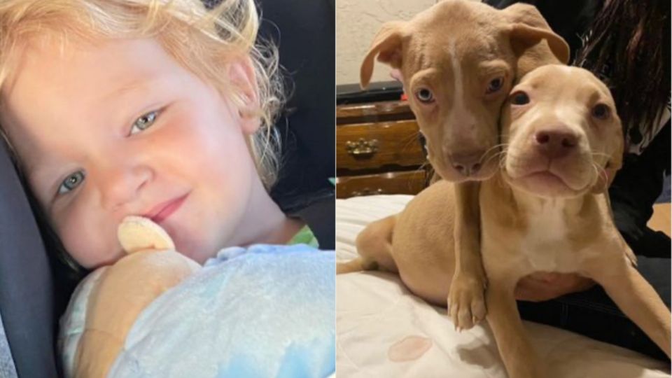 Cachorros atacan vorazmente a niña de 2 años; mutilaron su oreja y dejaron su cara cubierta de rasguños