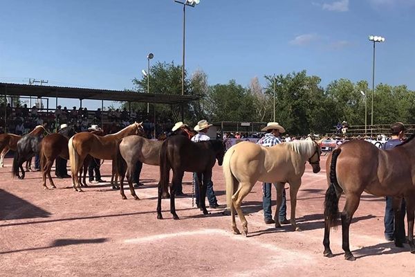 Invitan a séptimo concurso conformación de caballos