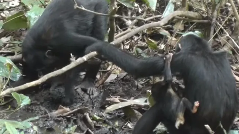 Captan por primera vez a chimpancés cavando pozos de agua en una selva
