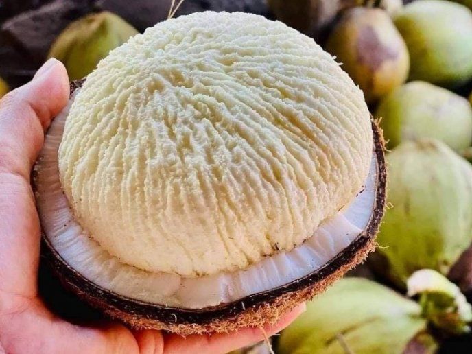 Qué es la manzana de coco y dónde puedo comerla?