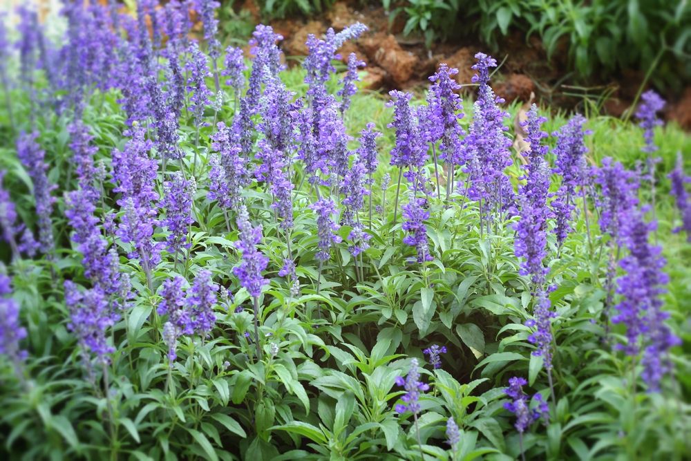 Aprovecha los numerosos beneficios de la salvia