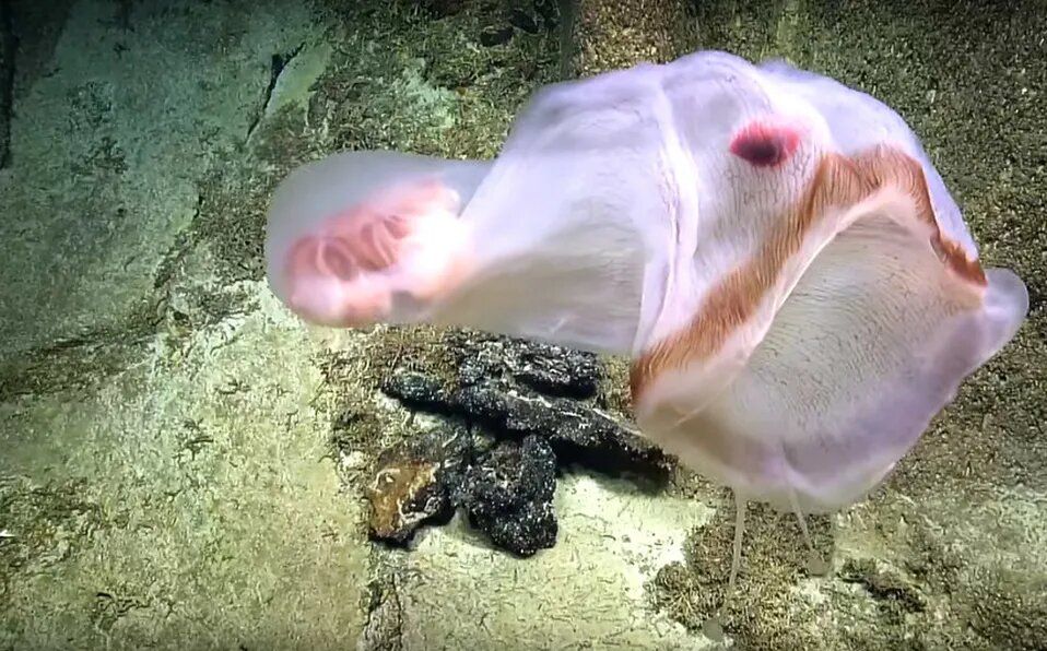 Hallan extraña criatura que cambia de forma en el Océano Pacífico; conoce a la Deepstaria