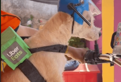 “Lomito” repartidor de Uber Eats hace publicidad gratuita a la marca