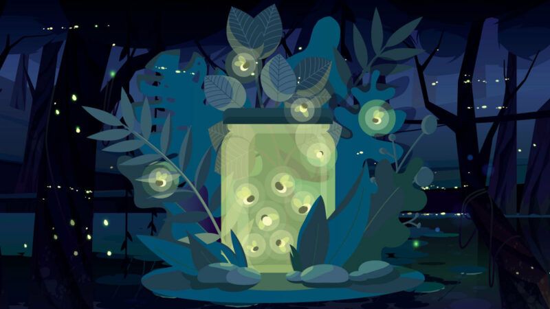 Luciérnagas: los insectos lumínicos que podrían desaparecer por las luces artificiales