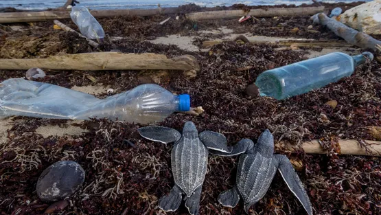 La ruta del plástico: del bote de basura a los ecosistemas marinos