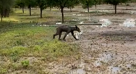 Exhiben oso en video con alto indice de desnutrición en Castaños. (VIDEO)