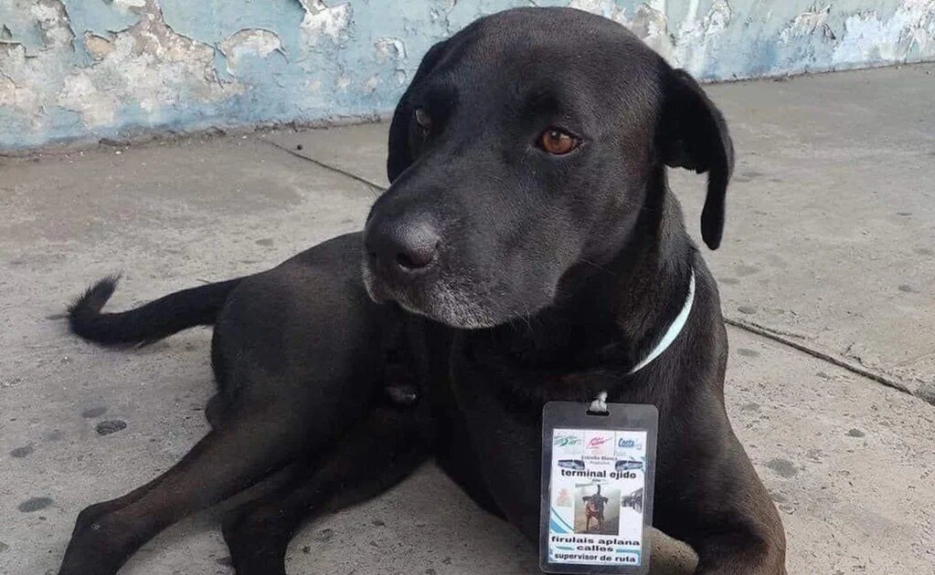 Perro callejero consigue «trabajo» en terminal de autobuses en Acapulco y se hace viral