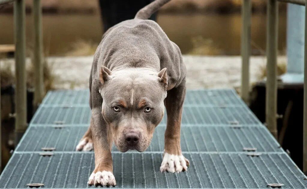 Mamá muere de un paro cardíaco al ver un pitbull “fuera de sí” perseguir a su hijo