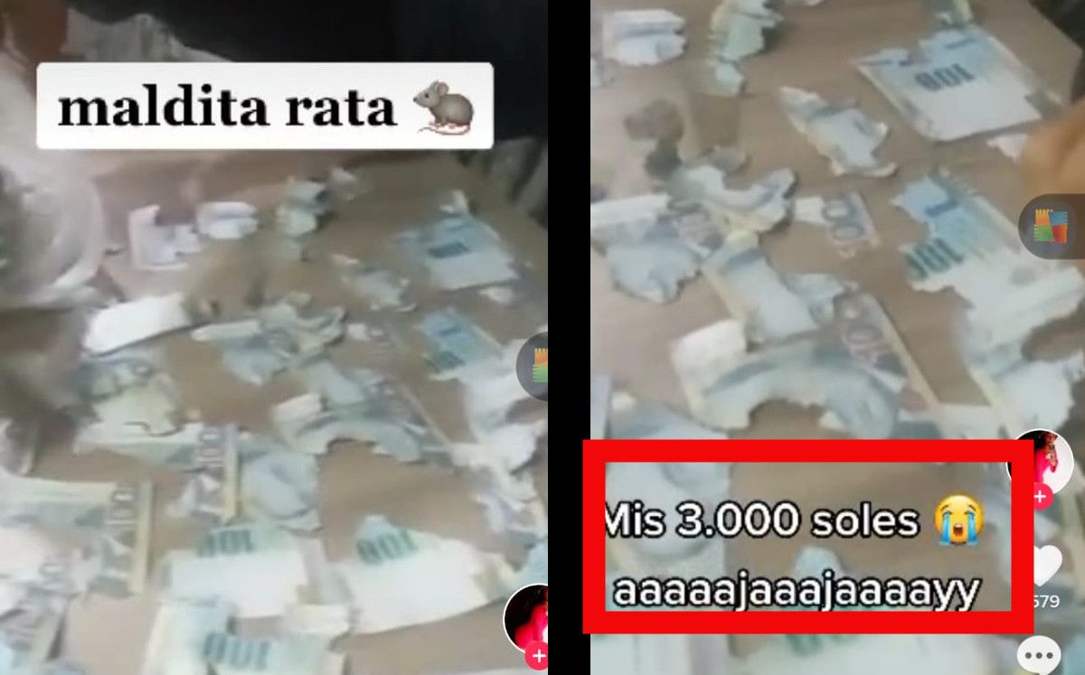 Joven guarda su dinero en casa; rata destroza más de 15 mil pesos: «mis ahorros»