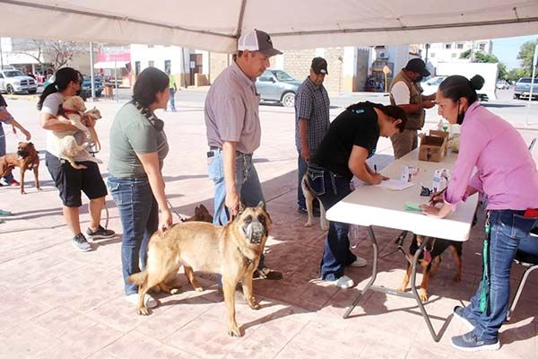 Supera metas campaña de vacunación canina