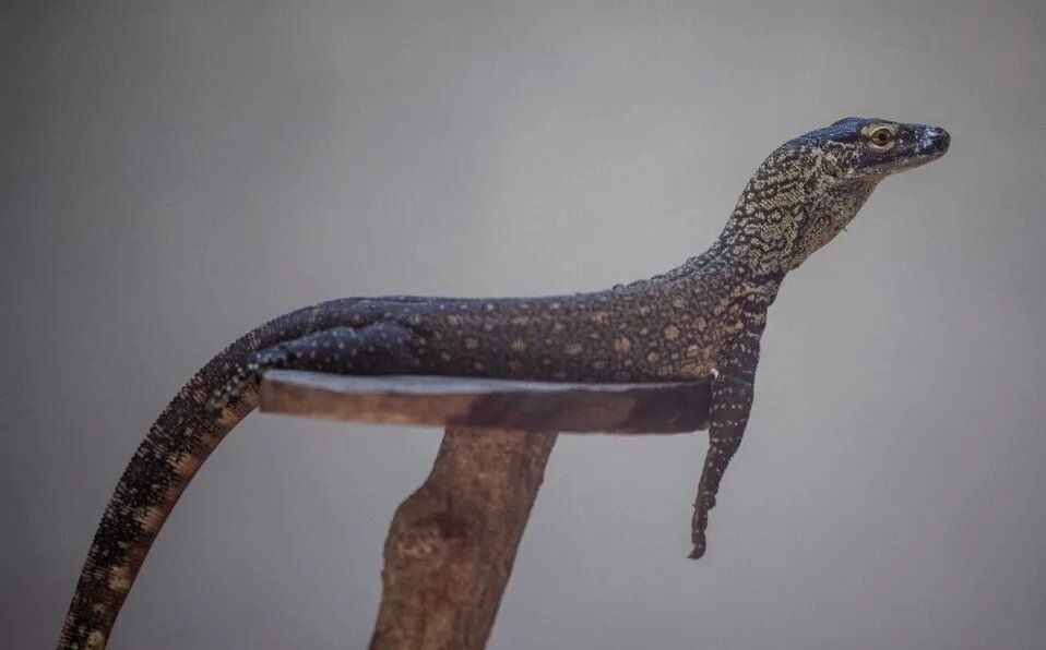 Zoológico de Indonesia cría decenas de dragones de Komodo para salvar la especie