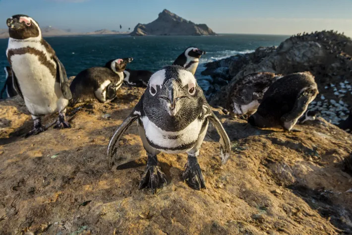¿Por qué el cambio climático amenaza a los pingüinos?