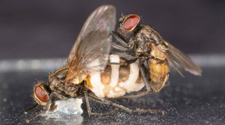 EL MISTERIOSO HONGO QUE ATRAE A LAS MOSCAS MACHO PARA QUE SE APAREEN CON LOS CADÁVERES DE LAS HEMBRAS