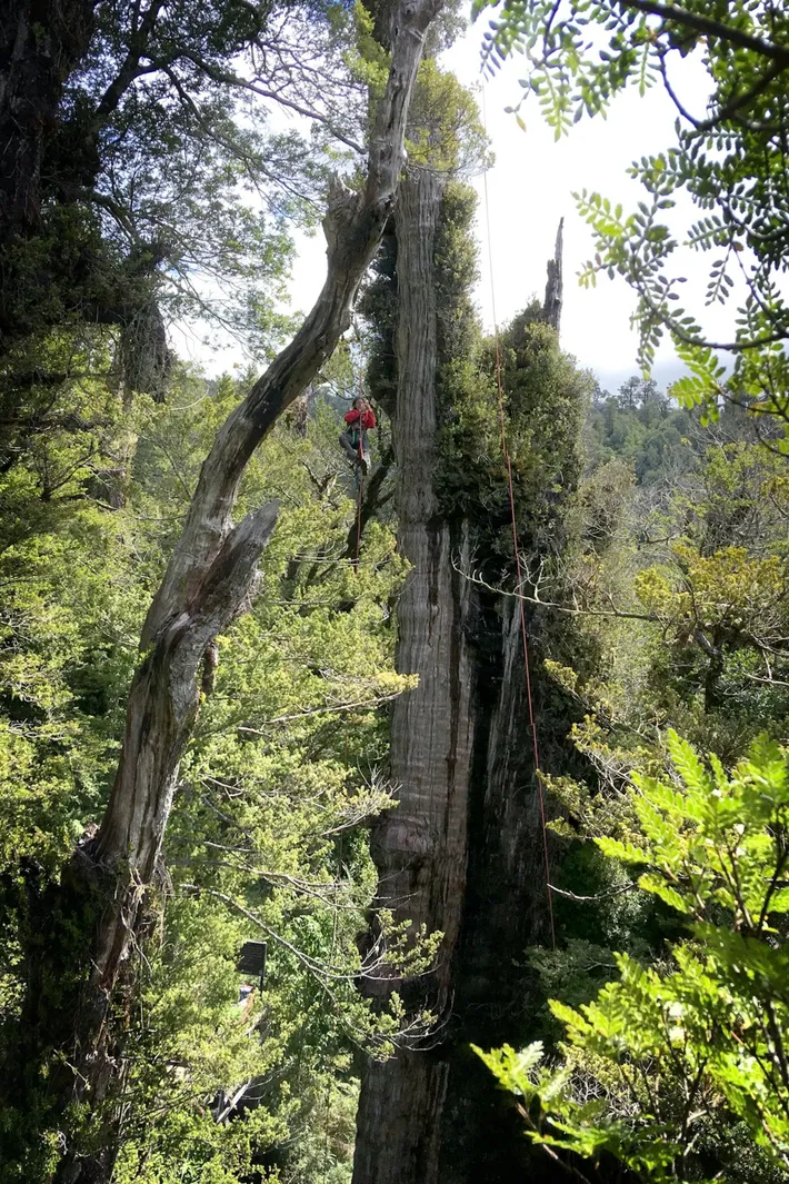 ¿Cuál es el árbol más antiguo de la Tierra? ¿Sobrevivirá al cambio climático?