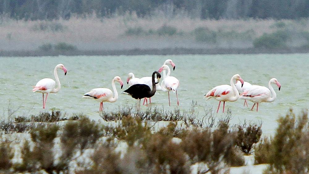 Raro flamenco negro reaparece en Chipre