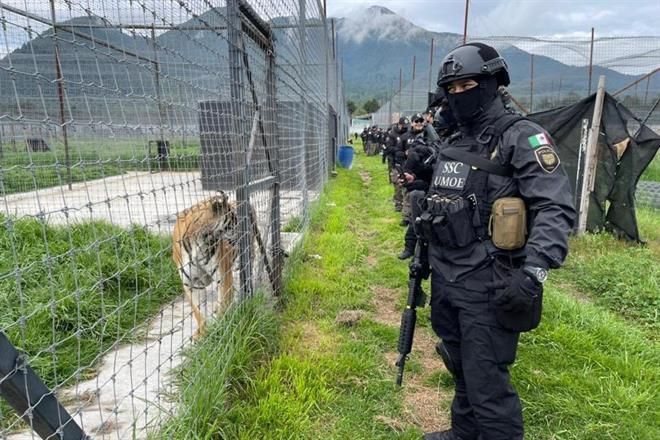 Recibirían zoológicos a leones asegurados