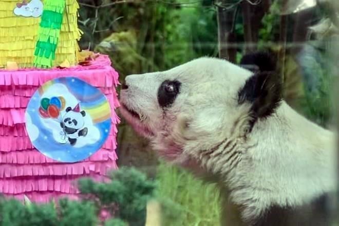 Murió la panda más longeva de Chapultepec a los 35 años