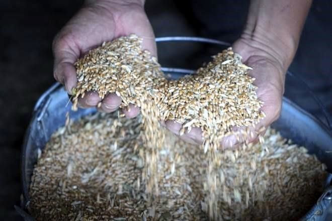 Se reunirán Ucrania y Rusia para pactar exportación de grano