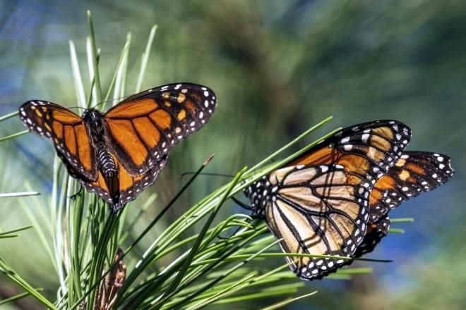 Entra mariposa monarca en lista roja de especies amenazadas