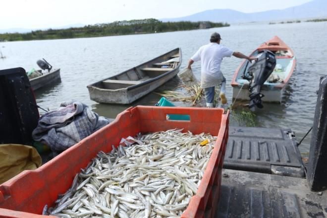 Controlan narcos también la pesca en noroeste de México