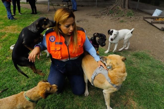 Llevan perros y hasta patos a refugio de la Ceda
