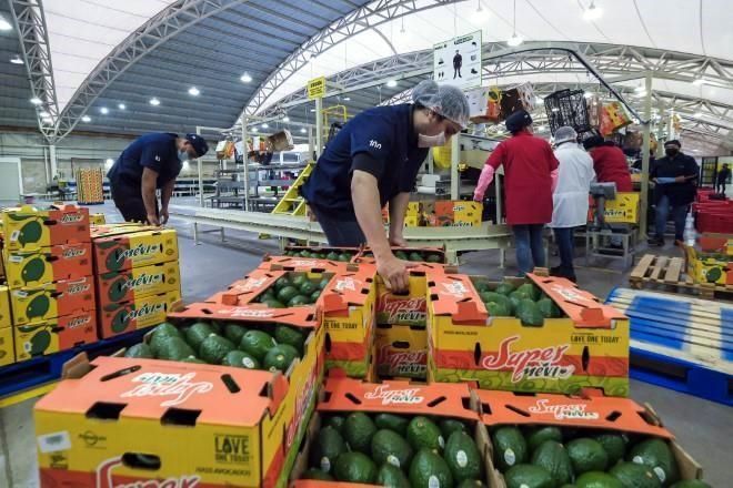 Va aguacate tapatío a EU; descartan que se encarezca