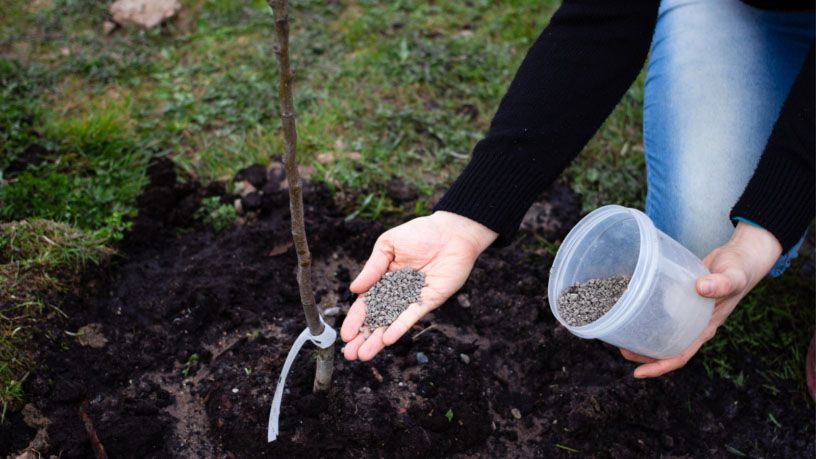 Abonos naturales para que tus árboles y plantas den frutos