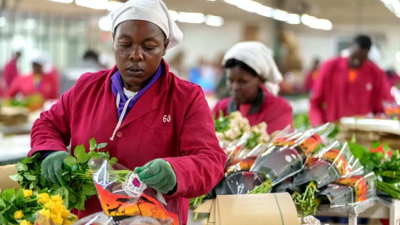 El complejo y extraordinario mecanismo que hace posible cortar flores en un país y venderlas frescas en otro 30 días después