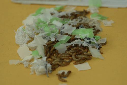 Crean método basado en larvas para reconocer plásticos biodegradables y compostables
