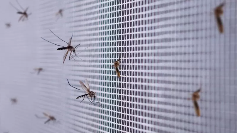Cómo ciertos virus como el dengue y el zika cambian tu olor y te convierten en un imán para los mosquitos