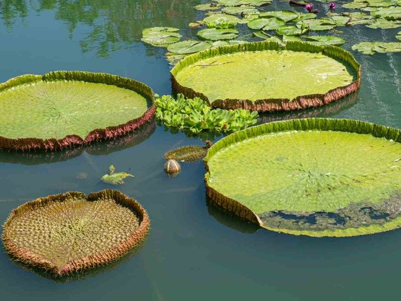 Descubren nueva especie gigante de nenúfar; llevaba 4 años ‘a la vista’
