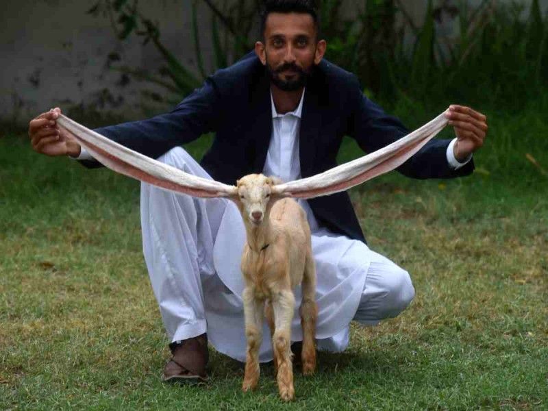 Un cabrito ‘orejón’ se viraliza en redes; rompe récord