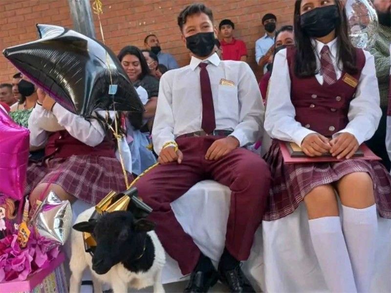 Joven recibe borrego como regalo de graduación; así lo presume en redes