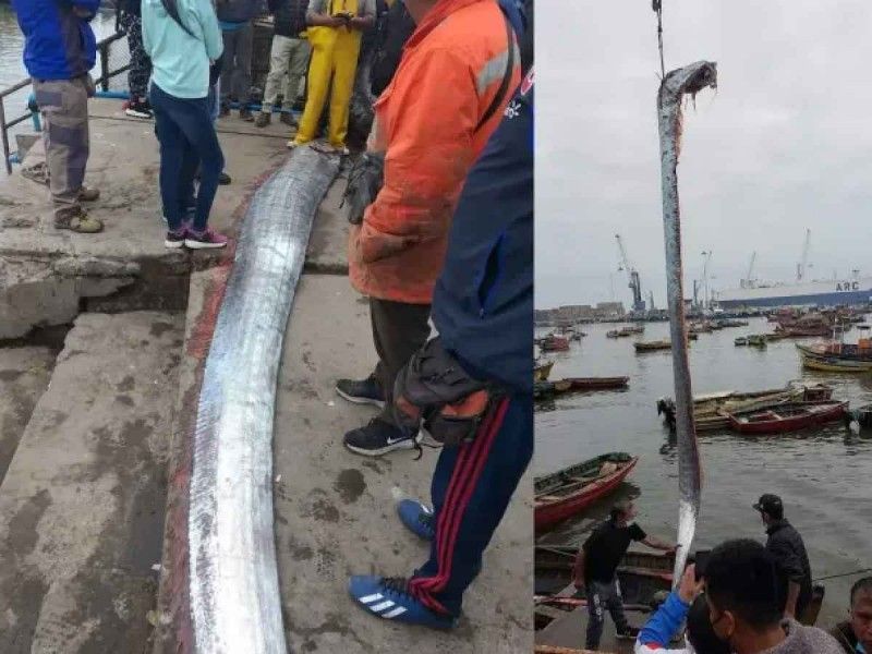 Capturan terrorífico pez de 6 metros; aseguran predice tsunamis y terremotos